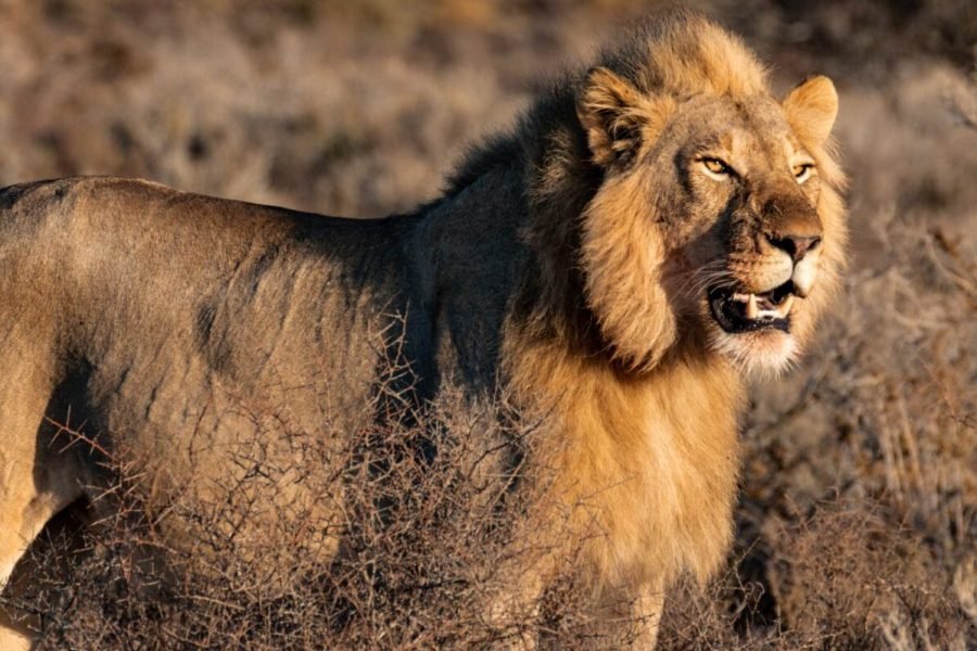 3 Days Masai Mara Fly-in Safari