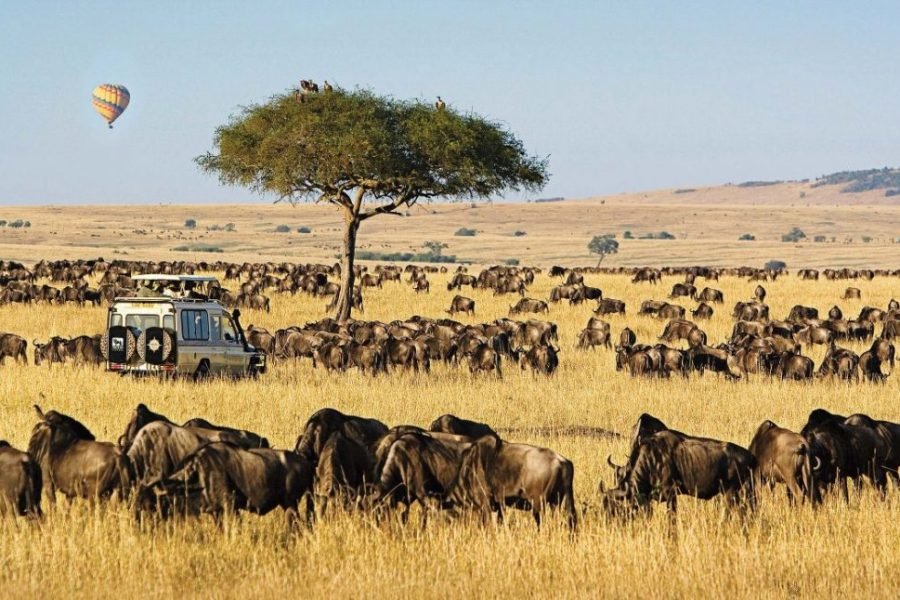Masai Mara Day Trip