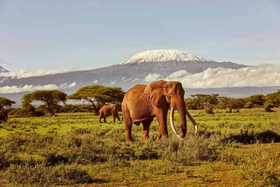 3-Day Amboseli Private Lodge Safari